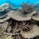 Image of killed by bleaching on Zenith Reef, on the northern Great Barrier Reef in Australia.